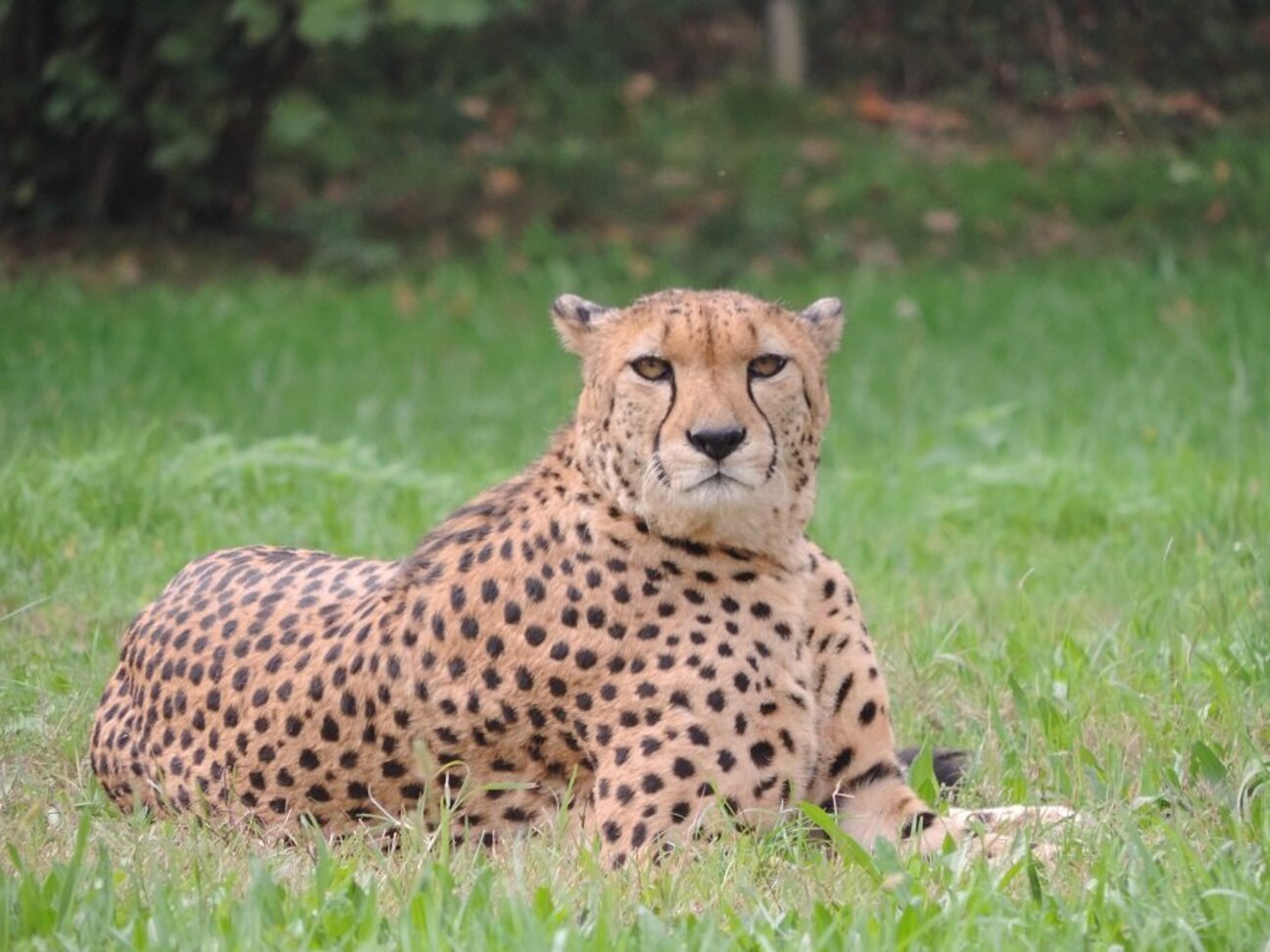 9_Gepard-Zoo-Schmieding-900x675-1